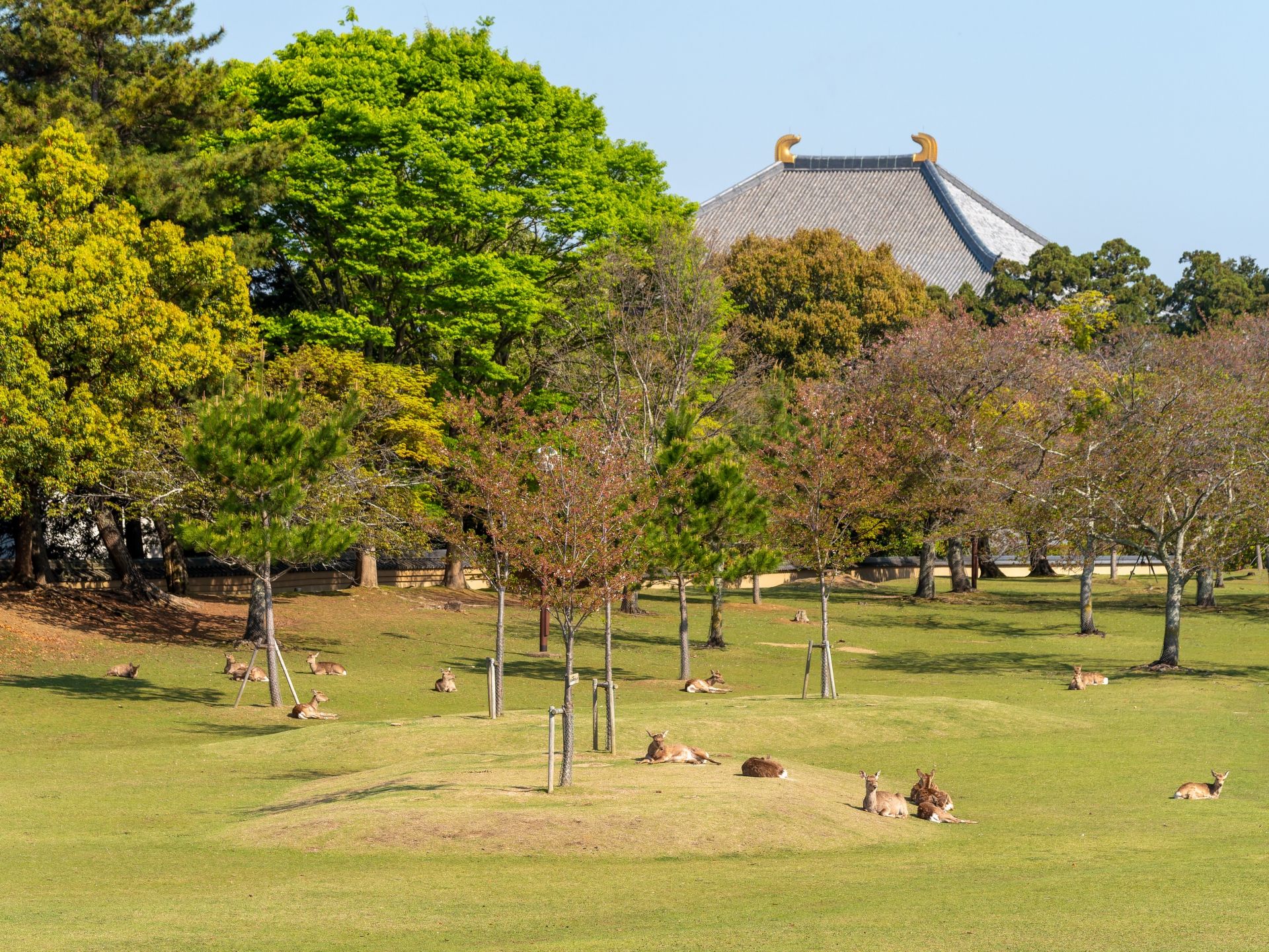 奈良公園