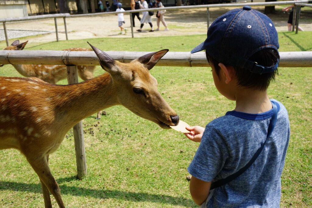 奈良公園餵鹿的男孩