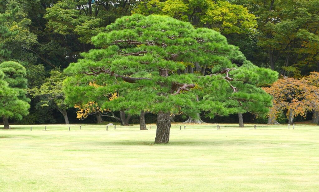 濱離宮松樹