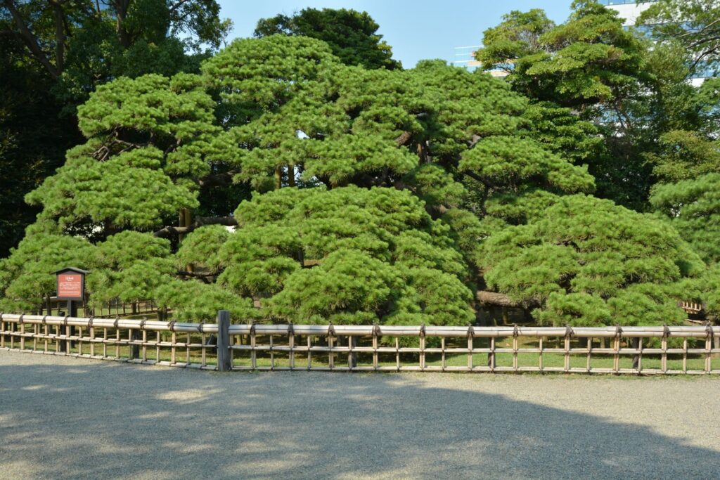 300年樹齡松樹 - 濱離宮