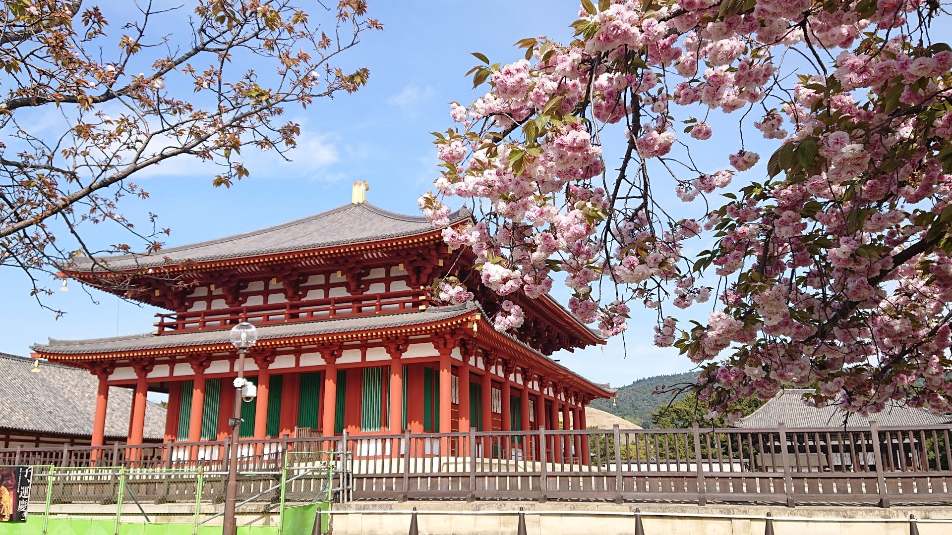 中近堂和櫻花 - 興福寺