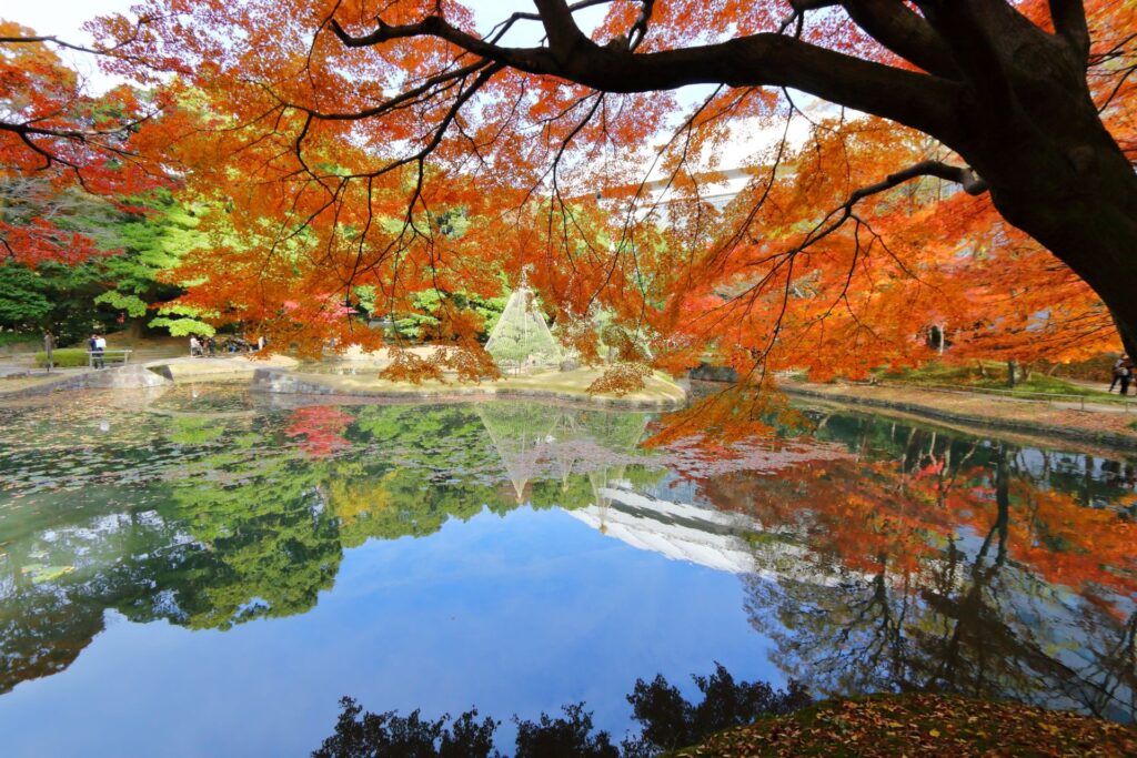 小石川後樂園的秋葉