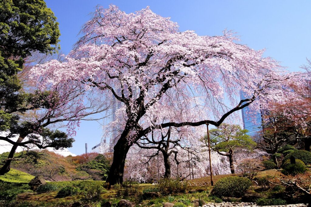 垂枝櫻花 - 小石川後樂園