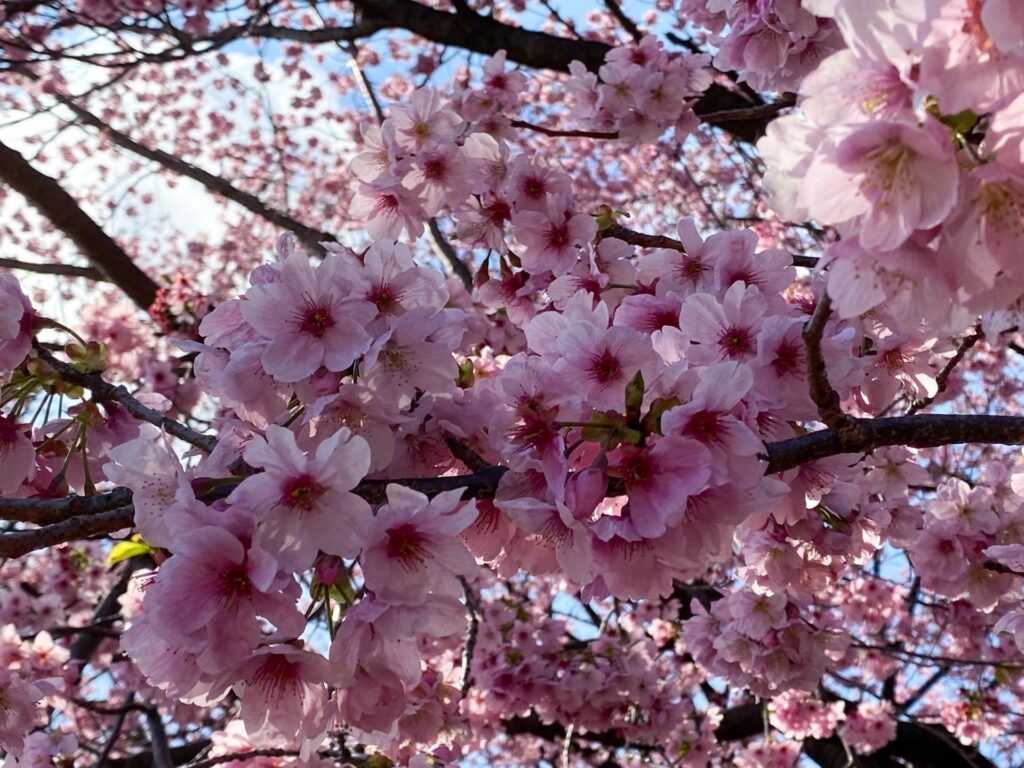 新宿御苑的櫻花