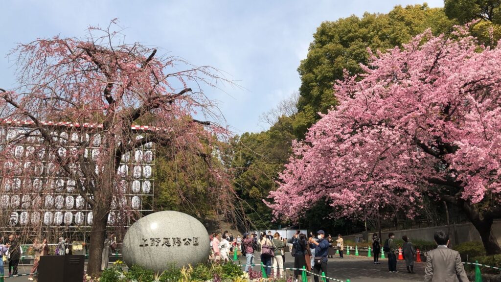 上野公園的櫻花