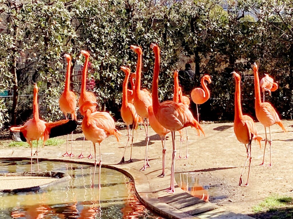 上野動物園的火烈鳥