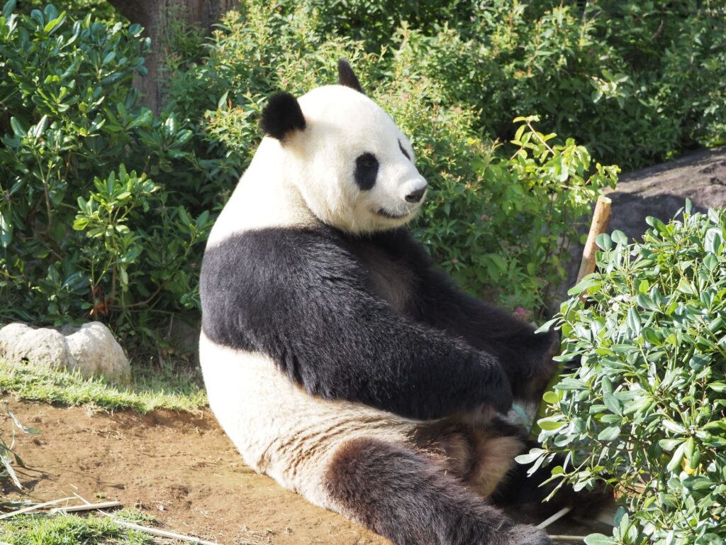 上野動物園的大熊貓