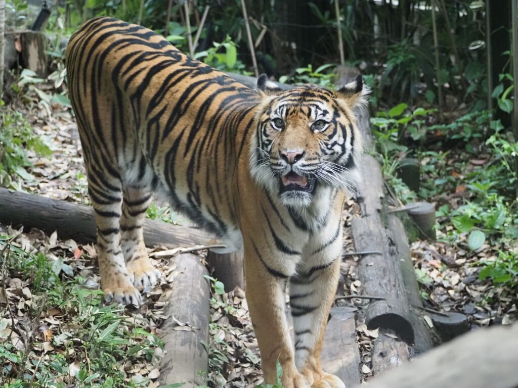 上野動物園的老虎