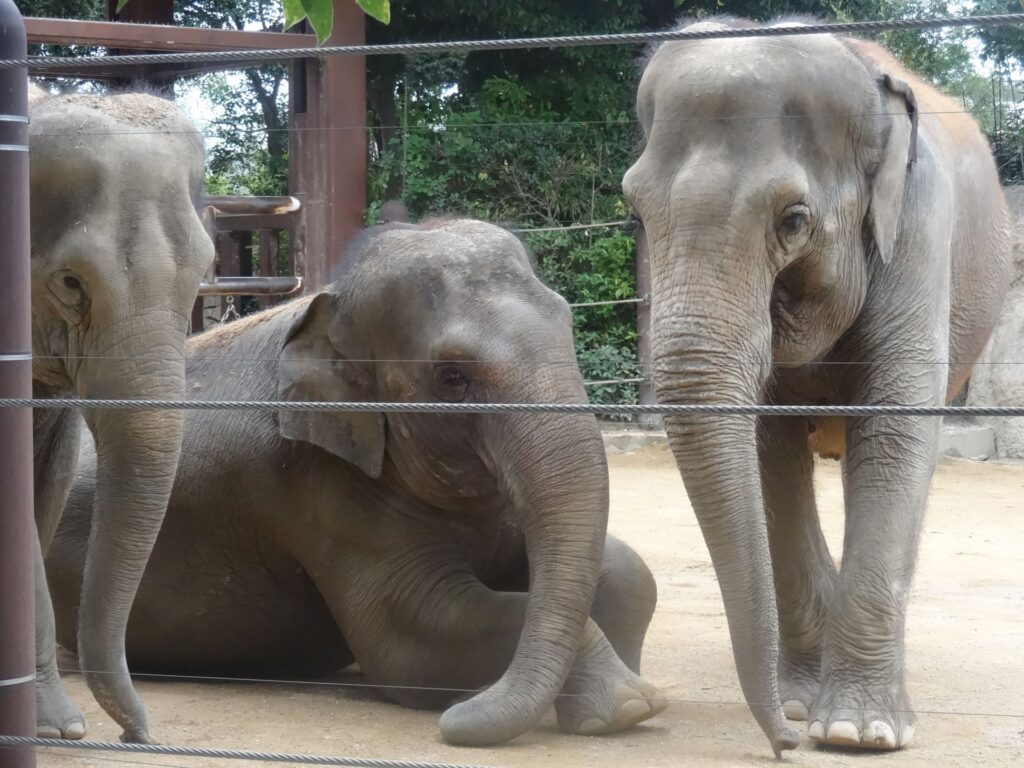 上野動物園的大象