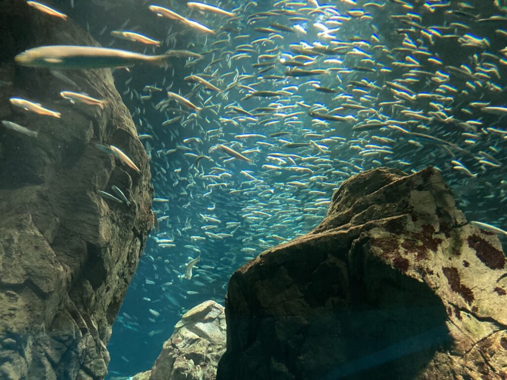 魚群 - 海遊館