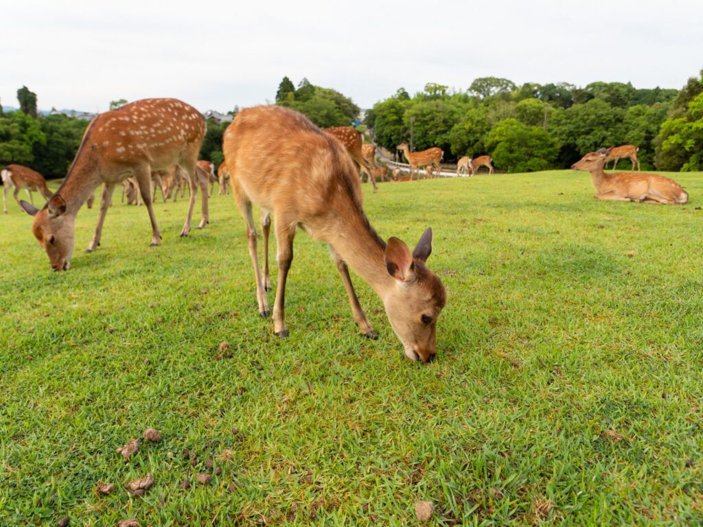 奈良公園的鹿