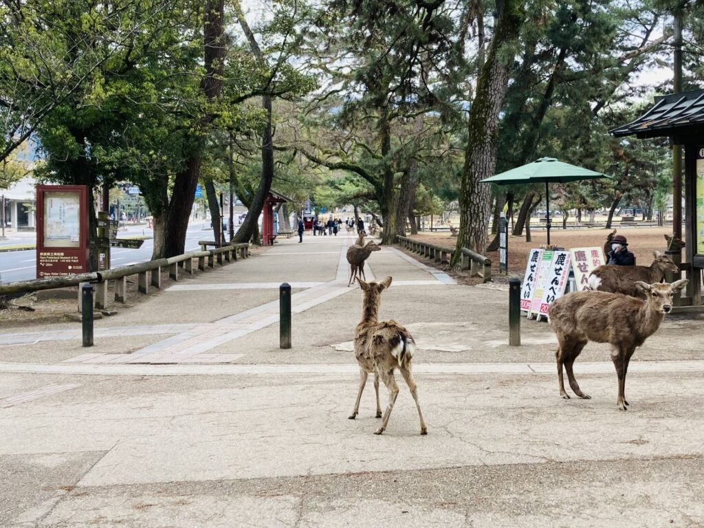 奈良公園的鹿