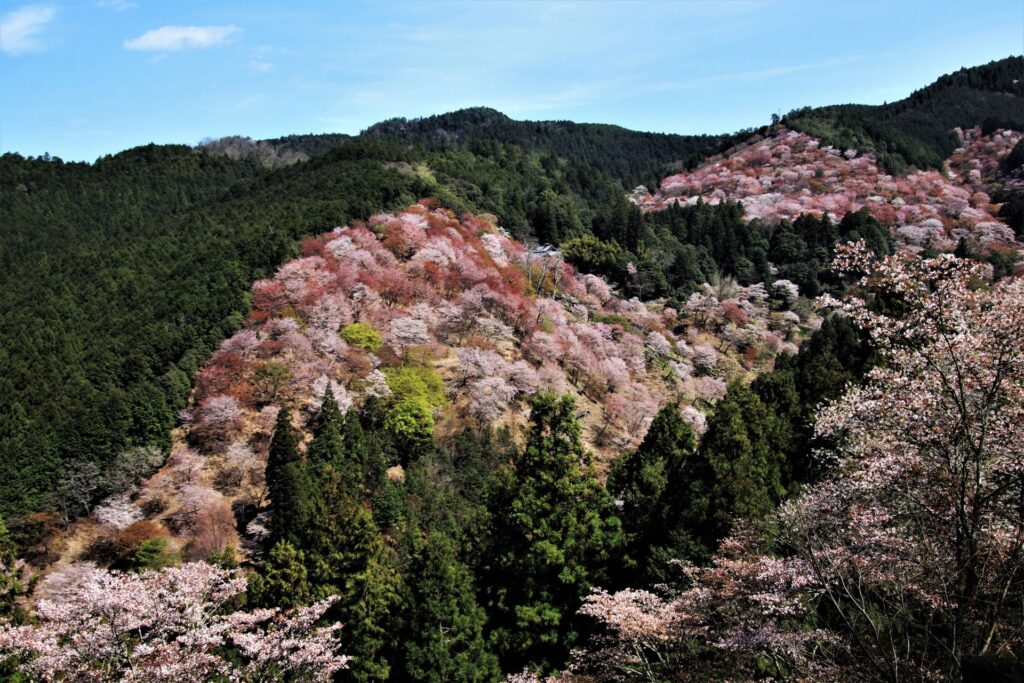 千本概覽 - 吉野