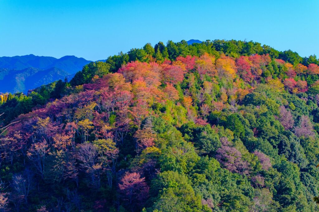 吉野的秋葉