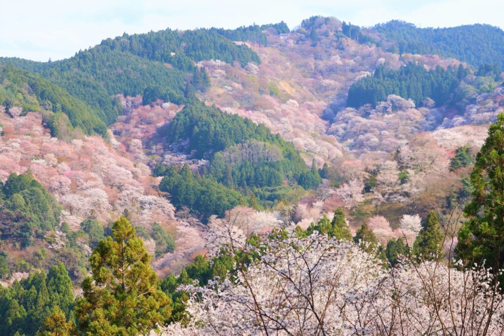 千本樱 - 吉野