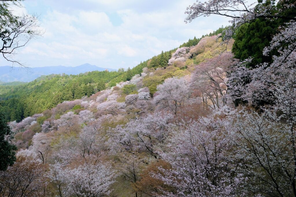 千本樱 - 吉野