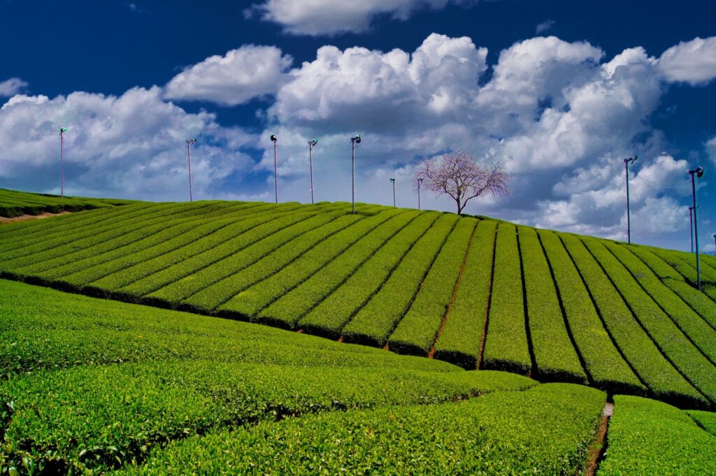 宇治茶園